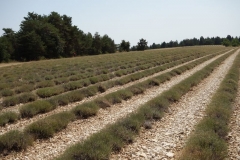 J5_Xbike_Provençal